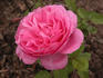 Home Sweet Home (hybrid tea, Wood rose photo