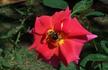 Demain rose photo