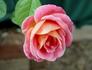 Chelsea Morning™ rose photo