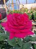 Claret rose photo