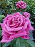 Fabulous rose photo