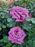Fabulous rose photo