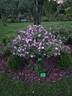 Sointu rose photo