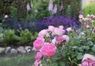 Flinders rose photo