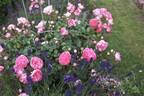 Flinders rose photo