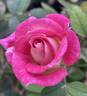 Dulcinea rose photo
