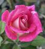 Dulcinea rose photo