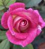 Dulcinea rose photo