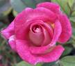 Dulcinea rose photo