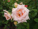 Elfi von Dassanowsky rose photo
