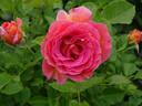 Emma Haftl rose photo