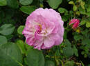 Florence Delattre ® rose photo