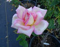 Grand'mère Jenny rose photo