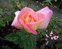 Grand'mère Jenny rose photo