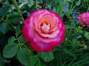 Gypsy Curiosa rose photo