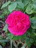 Le Havre rose photo