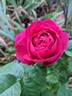 Le Havre rose photo