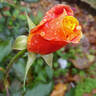 Autumn rose photo