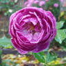 Eufemia rose photo