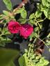AKA 217-18 rose photo