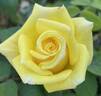 The Lighthouse rose photo