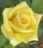 The Lighthouse rose photo
