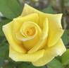 The Lighthouse rose photo