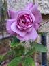 Barbra Streisand rose photo