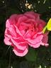 Princess Alexandra Renaissance rose photo