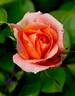 Thanksgiving rose photo