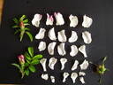 Marie Bugnet rose photo