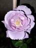 Barbra Streisand rose photo