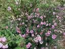 Irish Rich Marbled rose photo