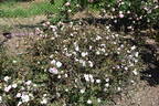 Irish Rich Marbled rose photo