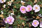 Irish Rich Marbled rose photo