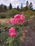 Augusta rose photo