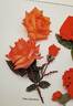 June Aberdeen rose photo