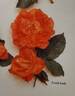 Lively Lady rose photo
