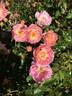 Borderer rose photo