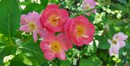 Beauregard rose photo