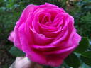 Parkjuwel rose photo