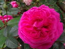Parkjuwel rose photo