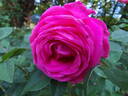 Parkjuwel rose photo