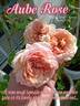 Aube rose photo