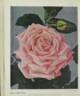 Dame Edith Helen rose photo