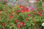 Claret Cup rose photo