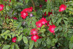 Claret Cup rose photo