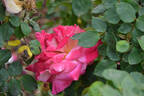 Ethical rose photo