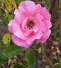 Glenara rose photo