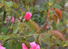 Glenara rose photo